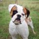 Mausi – Unknown, Weibchen, 1 Jahr, 39576 Stendal – Foto 24