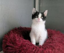 Mausi – Unknown, Weibchen, 1 Jahr, 39576 Stendal – Foto 7