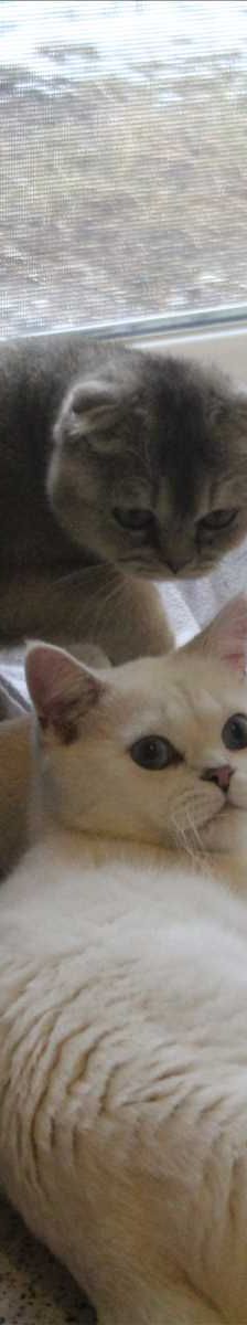 TWINGO – Scottish Fold (Kurzhaar), Männchen, 7 Monate, 81829 München – Foto 2