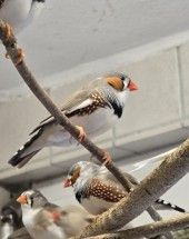 Zebrafinken – Zebrafinken (mit Megabakterien), Unbekannt, Alter unbekannt, 70195 Stuttgart-Botnang – Foto 1