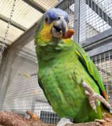 Souela – Venezuelaamazone, Weibchen, 16 Jahre, 13057 Berlin – Foto 2