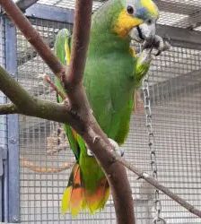 Souela – Venezuelaamazone, Weibchen, 16 Jahre, 13057 Berlin – Foto 5