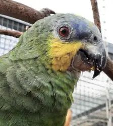 Souela – Venezuelaamazone, Weibchen, 16 Jahre, 13057 Berlin – Foto 8