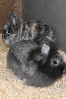 Bunny – Löwenkopfmix-Zwergkaninchen, Weibchen, Alter unbekannt, 90537 Feucht – Foto 1