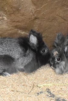 Bunny – Löwenkopfmix-Zwergkaninchen, Weibchen, Alter unbekannt, 90537 Feucht – Foto 2