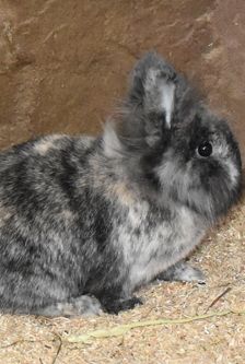 Bunny – Löwenkopfmix-Zwergkaninchen, Weibchen, Alter unbekannt, 90537 Feucht – Foto 4