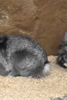 Bunny – Löwenkopfmix-Zwergkaninchen, Weibchen, Alter unbekannt, 90537 Feucht – Foto 6