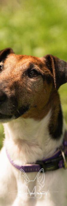 Leander – Foxterrier Mischling, Männchen, Alter unbekannt, 37520 Osterode – Foto 2