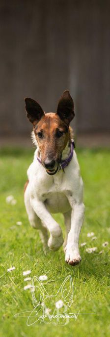 Leander – Foxterrier Mischling, Männchen, Alter unbekannt, 37520 Osterode – Foto 3