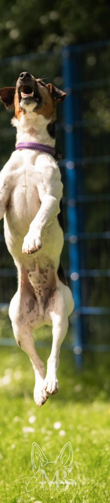 Leander – Foxterrier Mischling, Männchen, Alter unbekannt, 37520 Osterode – Foto 4