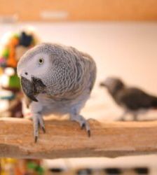 Lara – Graupapagei, Weibchen, Alter unbekannt, 13057 Berlin – Foto 5