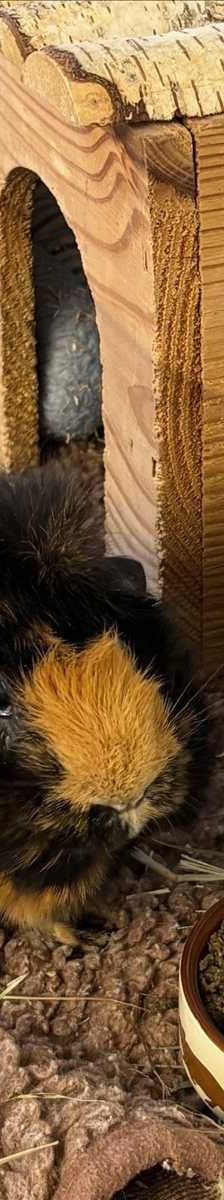 JUNA – Langhaarmeerschweinchen, Weibchen, 4 Jahre 3 Monate, 81829 München – Foto 2