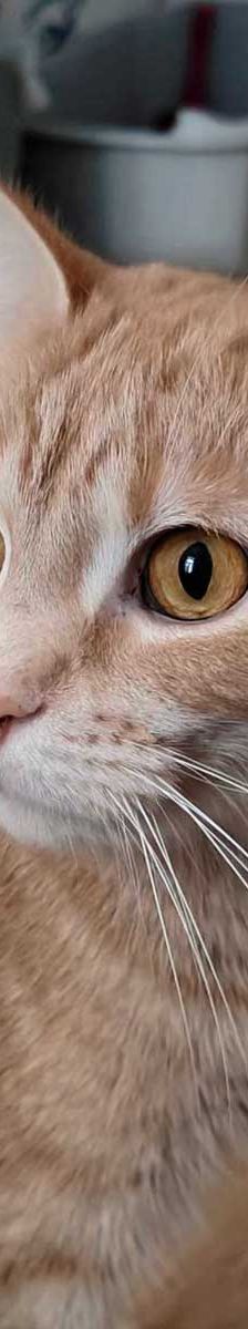 Foxi – EKH, Weibchen, 3 Jahre 5 Monate, 82031 Grünwald – Foto 1
