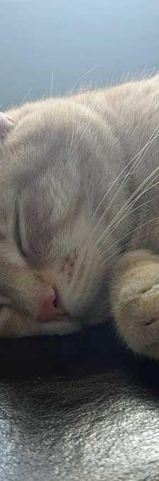 Foxi – EKH, Weibchen, 3 Jahre 5 Monate, 82031 Grünwald – Foto 3
