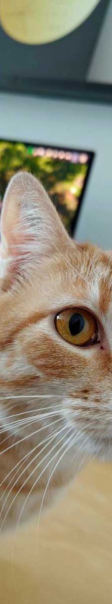 Foxi – EKH, Weibchen, 3 Jahre 5 Monate, 82031 Grünwald – Foto 4