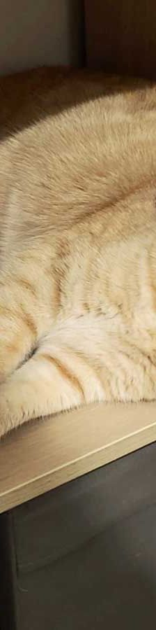 Foxi – EKH, Weibchen, 3 Jahre 5 Monate, 82031 Grünwald – Foto 5
