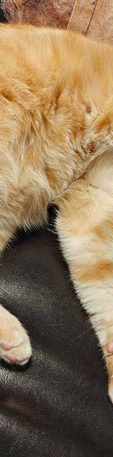 Foxi – EKH, Weibchen, 3 Jahre 5 Monate, 82031 Grünwald – Foto 6