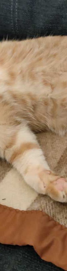 Foxi – EKH, Weibchen, 3 Jahre 5 Monate, 82031 Grünwald – Foto 7