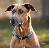 Gamba – Ridgeback-Malinois-Mix, Männchen, 3 Jahre 11 Monate, 70195 Stuttgart-Botnang – Foto 1