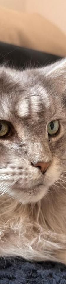 Comtesse – Mix-Langhaar, Weibchen, 12 Jahre, 45141 Essen – Foto 1