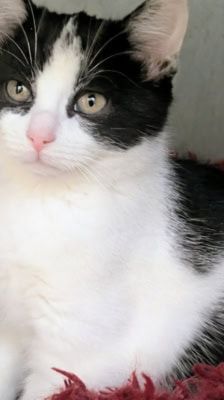 Fay – Katze, Weibchen, 7 Monate, 39576 Stendal – Foto 1