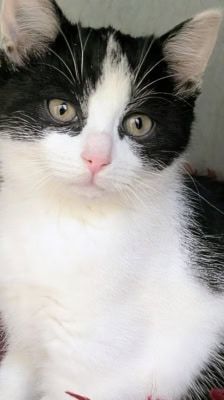 Fay – Katze, Weibchen, 7 Monate, 39576 Stendal – Foto 2