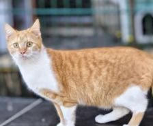 Fay – Katze, Weibchen, 7 Monate, 39576 Stendal – Foto 18