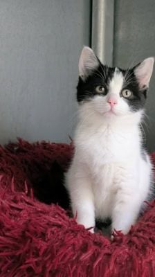 Fay – Katze, Weibchen, 7 Monate, 39576 Stendal – Foto 3
