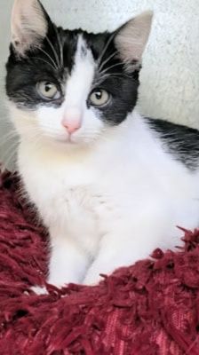 Fay – Katze, Weibchen, 7 Monate, 39576 Stendal – Foto 4