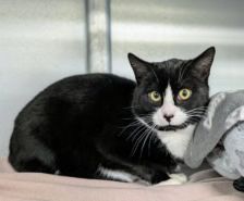 Roy – Katze, Männchen, 3 Jahre 8 Monate, 39576 Stendal – Foto 11