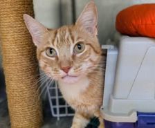 Roy – Katze, Männchen, 3 Jahre 8 Monate, 39576 Stendal – Foto 21