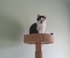 Roy – Katze, Männchen, 3 Jahre 8 Monate, 39576 Stendal – Foto 29