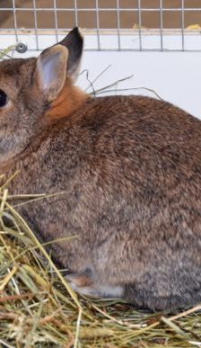Doro – Zwergkaninchen, Weibchen, 5 Jahre, 90537 Feucht – Foto 2