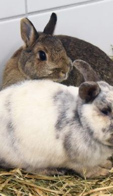 Doro – Zwergkaninchen, Weibchen, 5 Jahre, 90537 Feucht – Foto 3