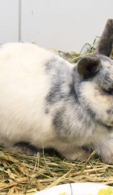 Doro – Zwergkaninchen, Weibchen, 5 Jahre, 90537 Feucht – Foto 7