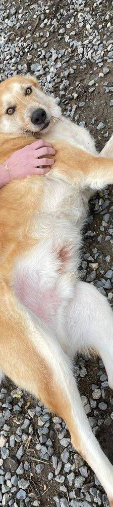 Konan – Mischling, Männchen, 4 Jahre 3 Monate, 65520 Bad Camberg – Foto 19