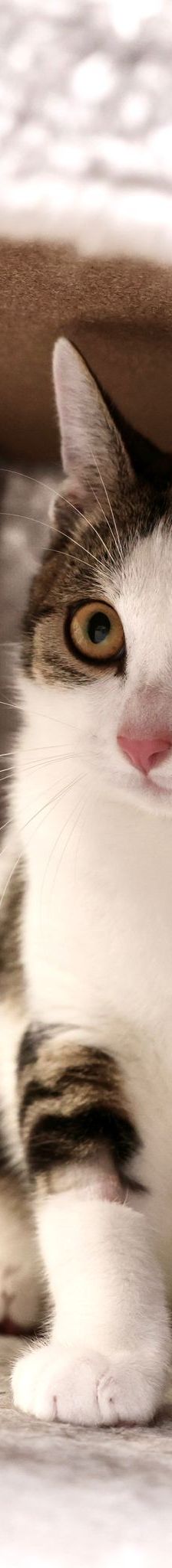 Hannes – EKH, Männchen, 11 Monate, 97816 Lohr – Foto 2