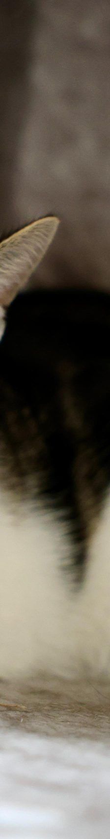 Hannes – EKH, Männchen, 11 Monate, 97816 Lohr – Foto 3