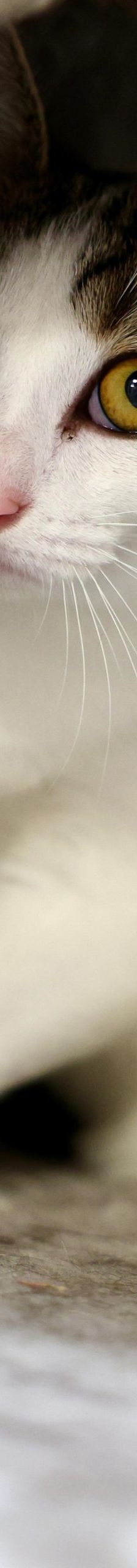 Hannes – EKH, Männchen, 11 Monate, 97816 Lohr – Foto 4
