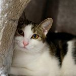 Hannes – EKH, Männchen, 11 Monate, 97816 Lohr – Foto 7