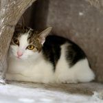 Hannes – EKH, Männchen, 11 Monate, 97816 Lohr – Foto 8
