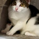 Hannes – EKH, Männchen, 11 Monate, 97816 Lohr – Foto 9
