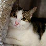 Hannes – EKH, Männchen, 11 Monate, 97816 Lohr – Foto 10