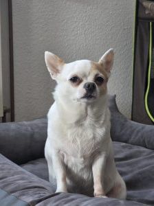 Marie – Chihuahua, Weibchen, 6 Jahre, 97525 Schwebheim – Foto 1