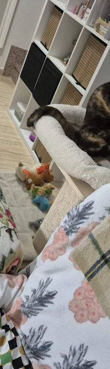 Casi – Europäisch Kurzhaar, Weibchen, 6 Monate, 65520 Bad Camberg – Foto 31