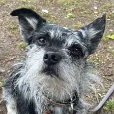 Benji – Chihuahua-Terrier-Mix, Männchen, 5 Jahre 4 Monate, 90537 Feucht – Foto 1