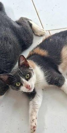 Tule – Europäisch Kurzhaar, Männchen, 5 Jahre, 65520 Bad Camberg – Foto 1