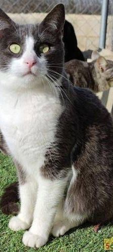 Tule – Europäisch Kurzhaar, Männchen, 5 Jahre, 65520 Bad Camberg – Foto 5