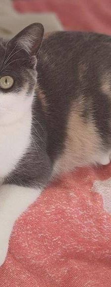 Tule – Europäisch Kurzhaar, Männchen, 5 Jahre, 65520 Bad Camberg – Foto 7