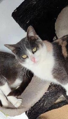 Tule – Europäisch Kurzhaar, Männchen, 5 Jahre, 65520 Bad Camberg – Foto 9